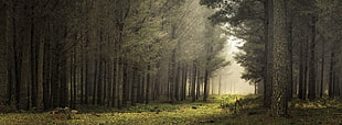 forest splash art, path, mist, sunlight, nature