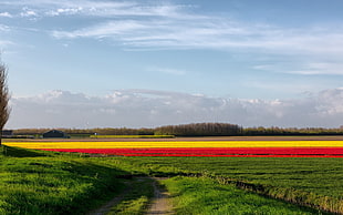 landscape photography of yellow and red bed of flowers near grass during day time