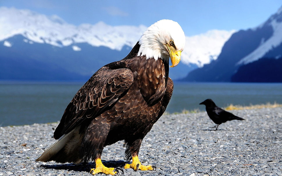 American Eagle HD wallpaper