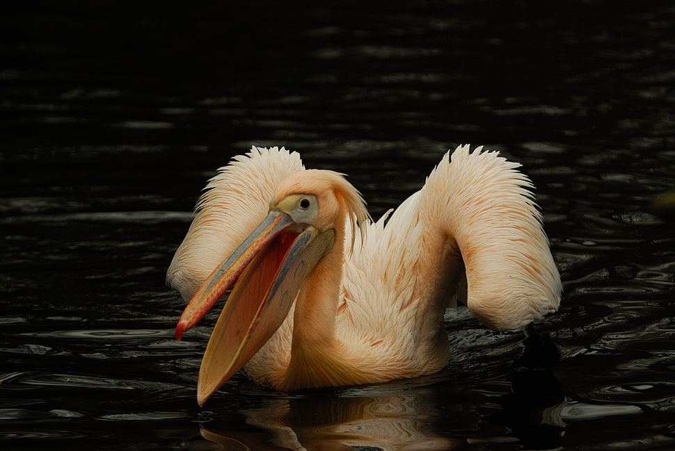 brown and orange Pelican HD wallpaper