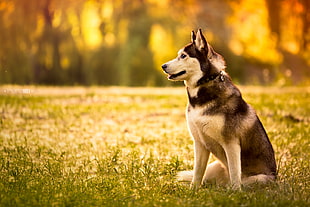 large-size short-coated black and white dog on green grass at daytime HD wallpaper