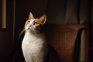 photography of white and orange tabby cat