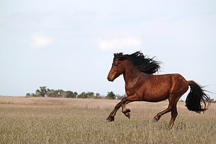 running brown horse on green grass, wild horses