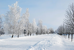 road covered with snow during daytime HD wallpaper