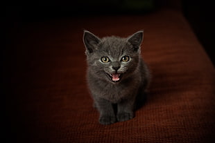 short-haired gray kitten, animals, cat, kittens HD wallpaper