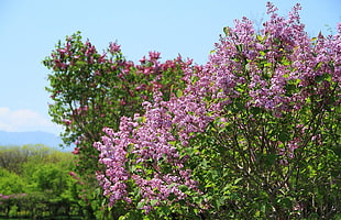 purple outdoor flowers HD wallpaper