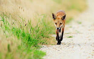 brown fox walking on rough road with grasses on side