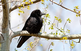 selective focus photography of Crow on the tree branch
