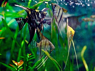 green and yellow bird painting, aquarium, fish
