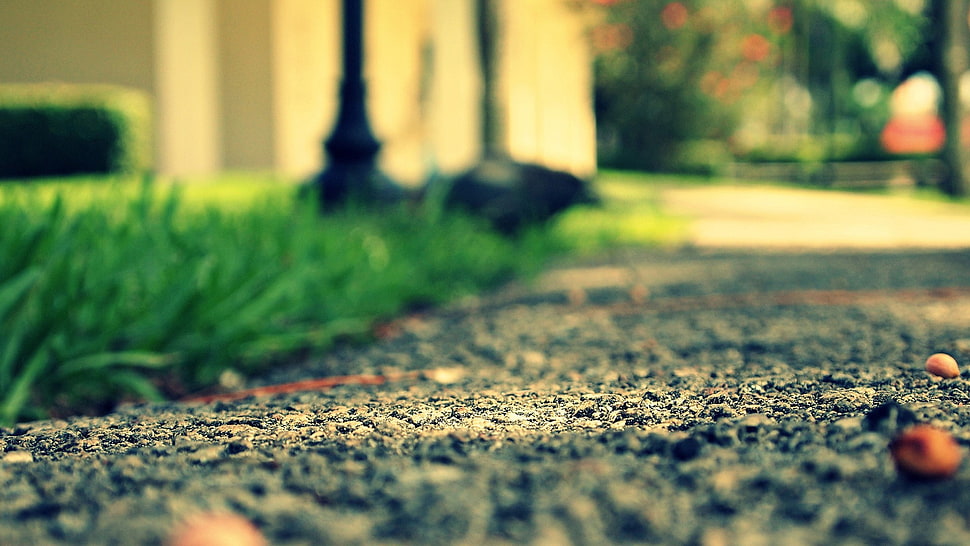 green grass, city, macro, grass, path HD wallpaper