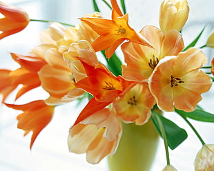 photo of orange petaled flower