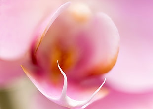 close up shot of pink flower petal HD wallpaper