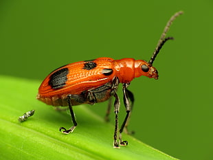 macro lens photograph of  ladybug HD wallpaper