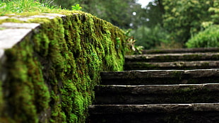 closeup photo of moss on side of concrete stairs