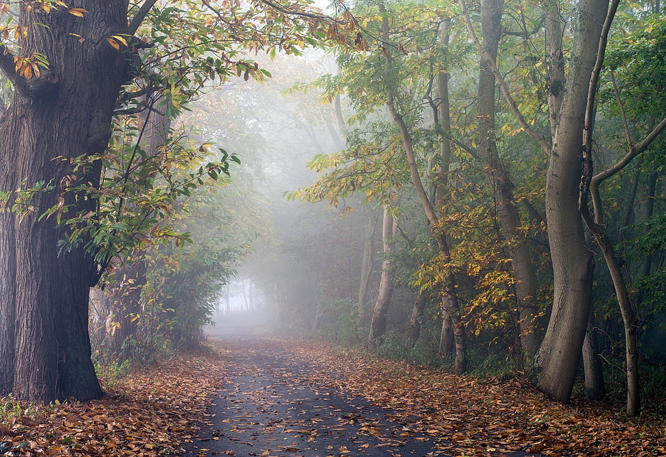 forest digital wallpaper, trees, leaves, fall HD wallpaper