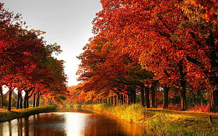 river between orange leaf trees