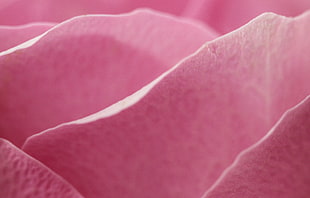 close up photo of pink petal flower, rose