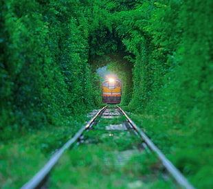 yellow train, nature, train HD wallpaper