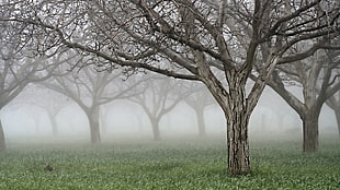 photo of naked tree with fog HD wallpaper