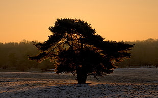 silhouette photo of tree during sunset HD wallpaper