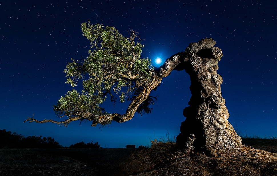 green tree, landscape, trees, nature, moon rays HD wallpaper