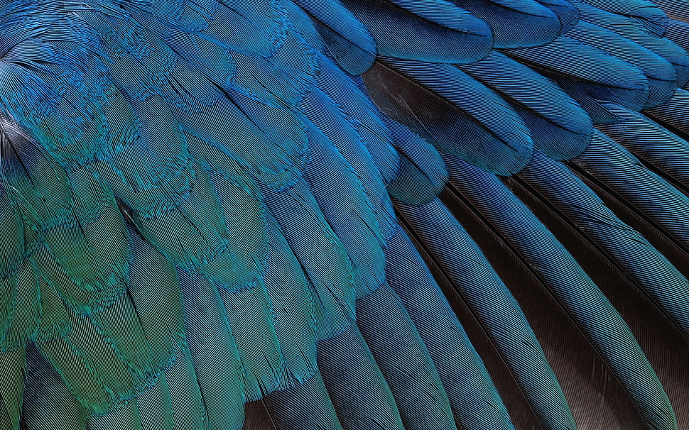 blue feather HD wallpaper