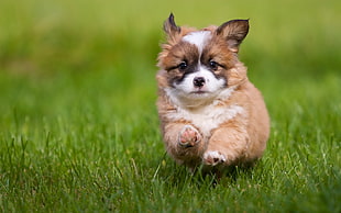 long-coated white and tan puppy on green grass during daytime
