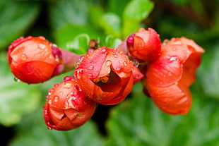 close up photo of red petaled flowers, flowering quince