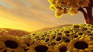yellow Sunflower field HD wallpaper