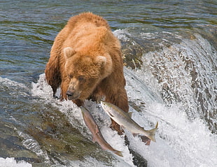 brown bear catching silver fisher on river HD wallpaper