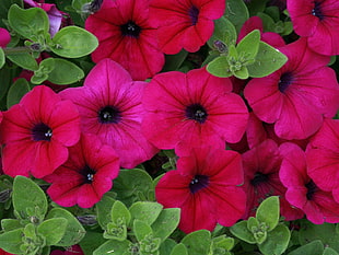 photo of pink and green flowers