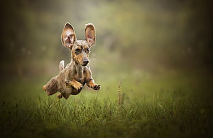 smooth dapple dachshund puppy, dog, animals, nature, jumping HD wallpaper
