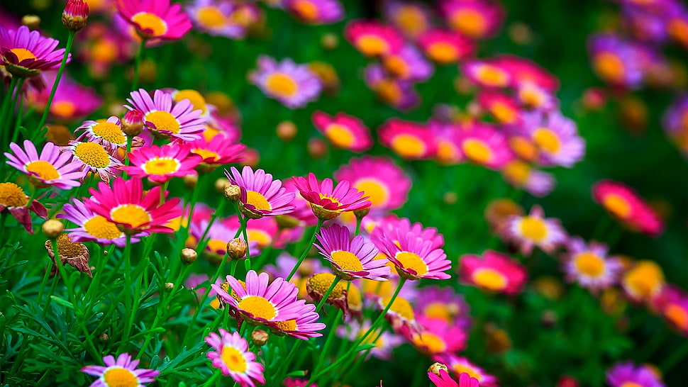 pink-and-yellow flowers, flowers, nature, pink flowers HD wallpaper