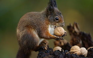 shallow focus photo of brown and gray squirrel
