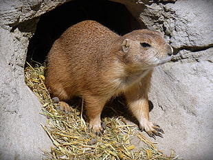 photo of brown rodent inside hole