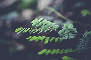 shallow focus green leaf plant