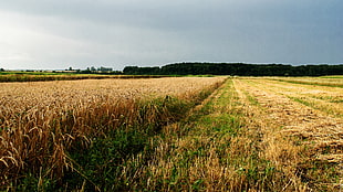 landscape photography of grass field HD wallpaper