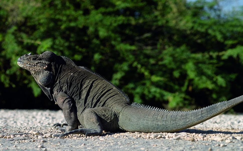 comodo dragon HD wallpaper