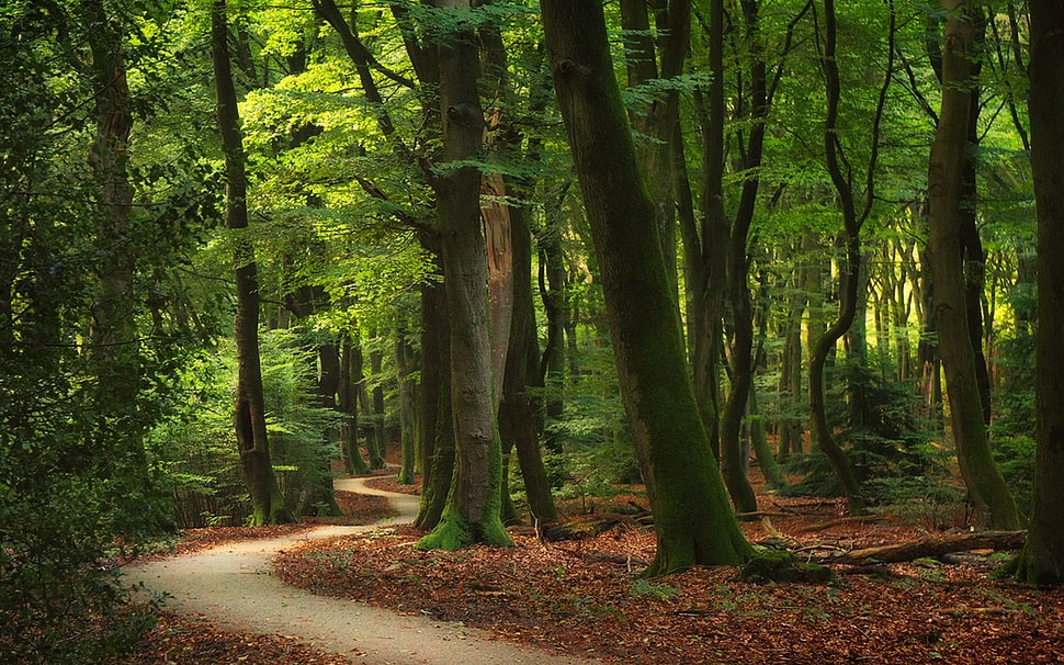 road between green leaf trees, nature, forest, landscape, path HD wallpaper