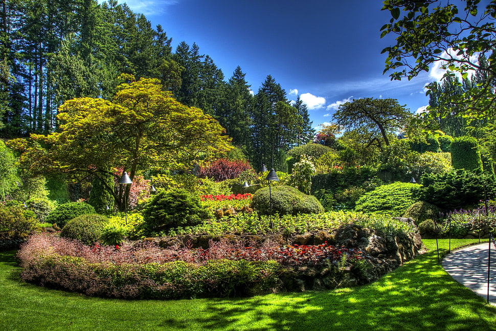 garden surrounded by trees HD wallpaper