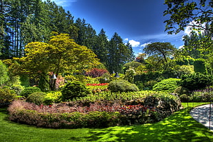 garden surrounded by trees