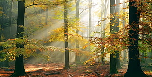 brown and black wooden house, sun rays, forest, fall, leaves
