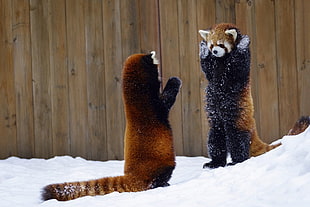 two black-and-tan ring-tail animals, animals, mammals, red panda HD wallpaper