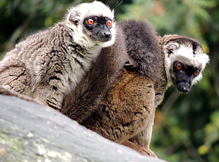 photo of two brown and white lemurs, lemures, lugo