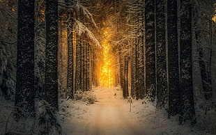 black trees, landscape, nature, snow, forest HD wallpaper