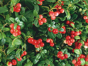 red cherries with green leaves