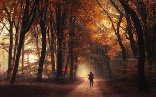 man walking between brown tree illustration, nature, landscape, photographer, forest HD wallpaper