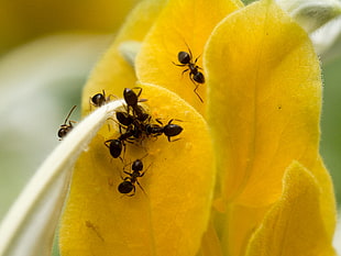 Carpenter Ants on yellow flower HD wallpaper