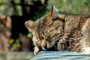 tabby cat sleeping during day time