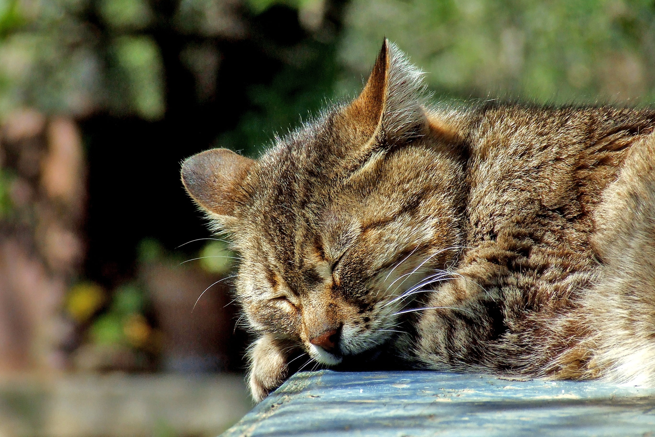 Старая кошечка. Спящий кот. Спящий на улице котенок.